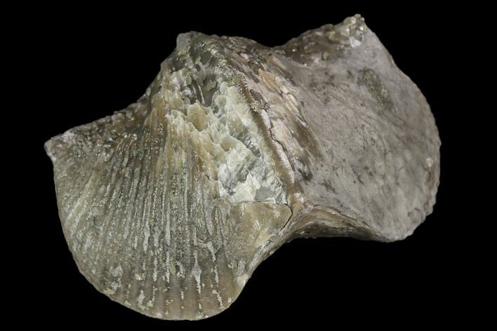 Pyrite Replaced Brachiopod (Paraspirifer) - Ohio #130276